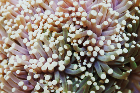 Yellow Tip Green Torch Coral, Euphyllia glabresens