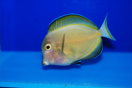 Gold Rim Tang Hybrid - Acanthurus sp
