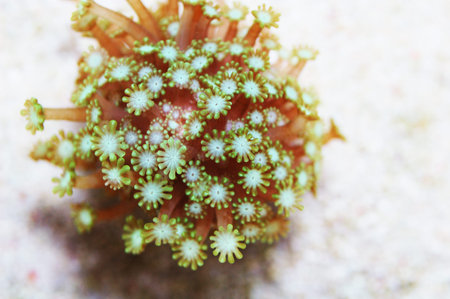 Green Daisy Coral, Alveopora spp