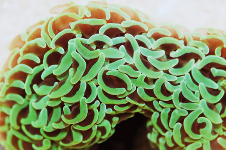 Metallic Green Wall Hammer Coral, Euphyllia ancoraの写真素材