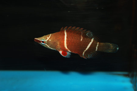 White Banded Possum Wrasse, Wetmorella albofasciata