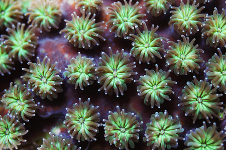 Large Corallite Green Galaxy Coral, Galaxea fascicularis
