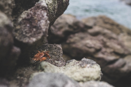 baby crab under rocks on beach