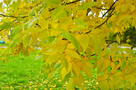 Autumn leaves on tree branchの写真素材