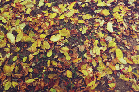 Leaves yellow on the groundの写真素材