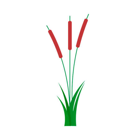 Reed natural wild summer flat vector. Bulrush grass isolated illustration plant riverのイラスト素材