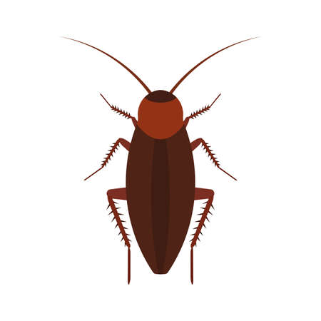 Cockroach insect vector icon above pest. Brown animal top view cartoon bug. Flat body parasite...