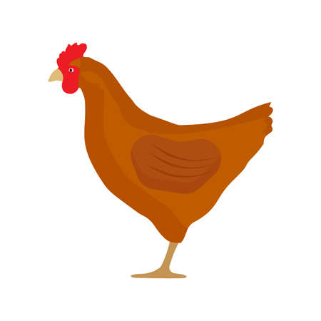 Chicken side view vector flat icon design. Food cock agriculture closeup silhouette farm isolated white.のイラスト素材