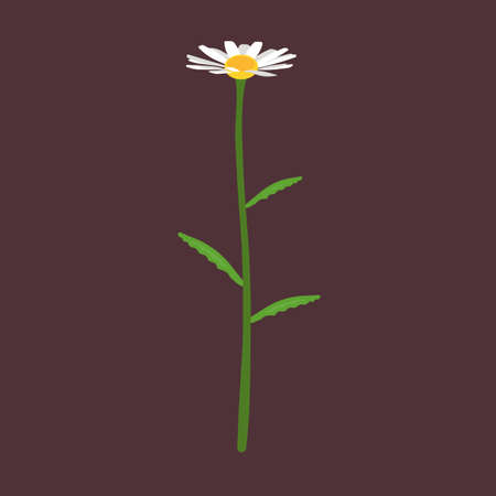 Chamomile side view vector icon flower nature. Daisy floral plant yellow blossom leaf. Green herbal grass. Above decoration beautyのイラスト素材