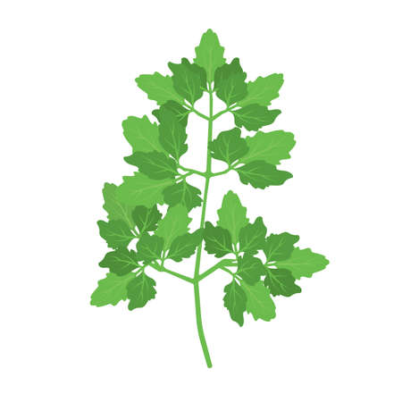 Parsley green leaf herb vector icon food. Fresh plant spice isolated organic cooking cuisine ingredient. Vegetable flat foliageのイラスト素材