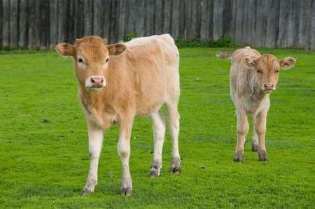 Calf on a meadow Altaiの写真素材