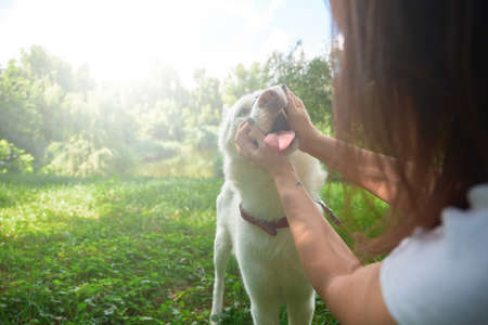 Funny dog stuck out his tongue from pleasure. Girl and her pet have fun together making funny faces in the natureの写真素材