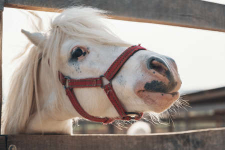 Portrait of beautiful white cute horse. Cutest white horse portrait, lovely faceの写真素材
