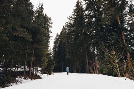 Woman walking in a winter forest. Adventurer, walks among huge pine trees on a road covered with snow. Awesome travel in winter wilderness. Back view.の写真素材