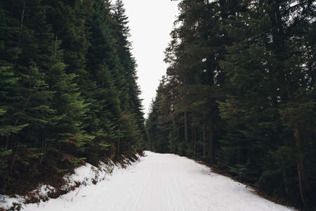 Snowy forest with a road in the mountains. Peek of the mountain seen from a snowy road.の写真素材