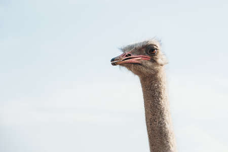 Ostrich head on background of blue sky. Copy spaceの写真素材