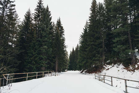 Snowy forest with a road in the mountains. Peek of the mountain seen from a snowy road.の写真素材