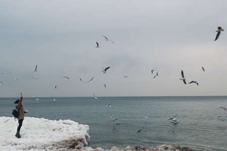 Girl feeding seagulls on the frozen bank of the winter sea. Human and birds concept.