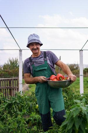 Portrait of mature man picking vegetable from backyard garden. Proud Caucasian man farmer harvesting...