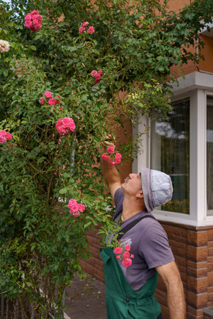 Man gardener cut enjoy rose flowers aroma in the wonderful garden on a sunny day.