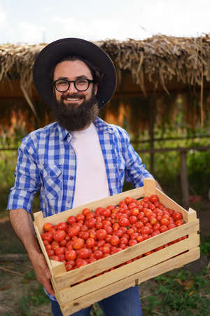 Happy bearded young farmer holding harvested eco tomatoesの写真素材