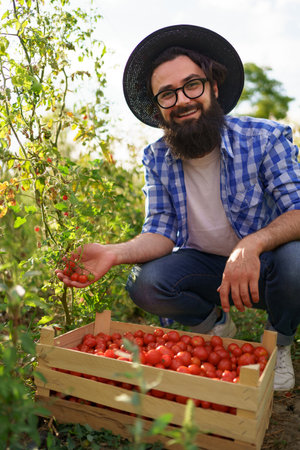 Close up farmer hands holding in his hands fresh organic tomatoes near a plant with tomatoes. Healthy foodの写真素材
