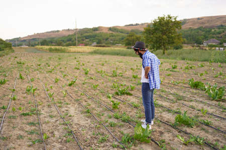 Young farmer using drip irrigation system in vegetable garden,organic farmの写真素材