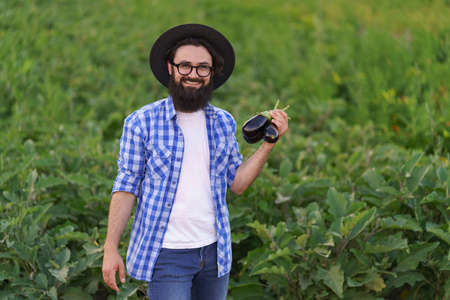Young farmer man is holding in his hands an apron with dark blue eggplants just picked from his garden. Concept of farming, organic products, clean eating, ecological production. Close upの写真素材