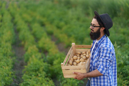 Smiling young farmer holding wooden crate of potatoes on green potato field background.の写真素材