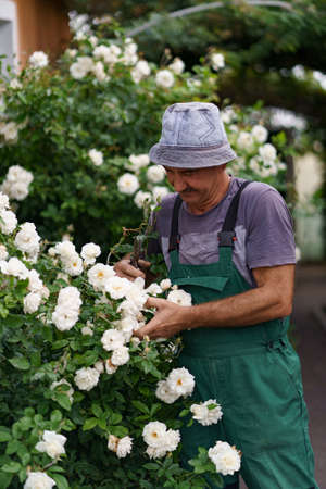 Man gardener cut the rose bush in the wonderful garden on a sunny day.