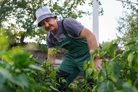 Portrait of smiling mature man picking vegetable from backyard garden. Proud Caucasian man farmer harvesting vegetables.の写真素材