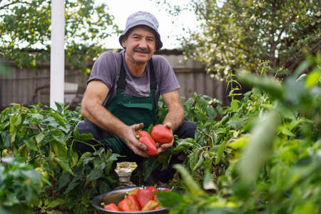 Portrait of mature man picking vegetable from backyard garden. Proud Caucasian man farmer harvesting vegetables.の写真素材