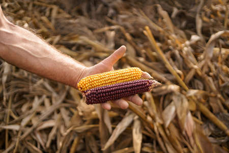 Farmers Hand Holding Harvested Grain Corn. Happy Farmer with Corn Kernels in His Hands Looking at Camera .の写真素材
