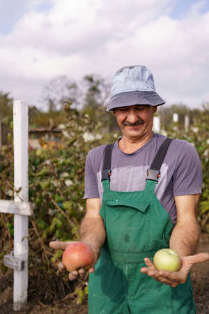 Elderly man, harvesting an apple in his garden