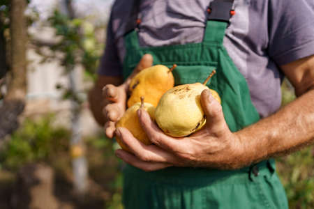 Close up male hands holding yellow pears. Colorful autumn backgroundの写真素材