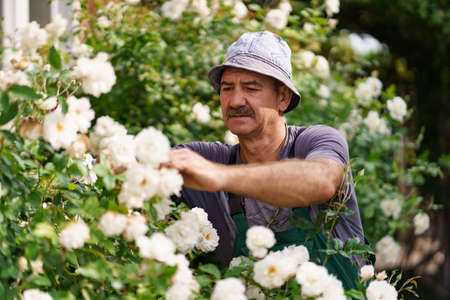 Man gardener cut the rose bush in the wonderful garden on a sunny day.