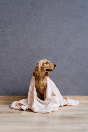 Lovely dogs. Cute cooker spaniel covered in a blanket, sitting at home on the floor. Cute dog portrait.の写真素材