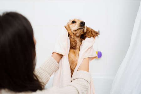 Cocker spaniel tacking a bath with his human in the bath tub. Woman using a towel to comfort her petの写真素材