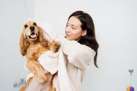 Cocker spaniel tacking a bath with his human in the bath tub. Woman using a towel to comfort her petの写真素材