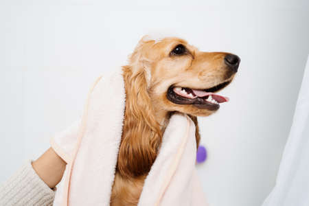 Cocker spaniel tacking a bath with his human in the bath tub. Woman using a towel to comfort her petの写真素材