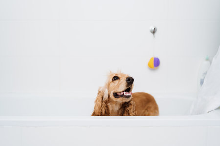 Cocker spaniel getting ready for a bath waiting with some foam on his hair in the bath tubの写真素材