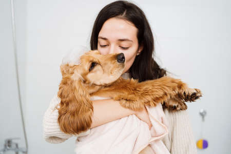 Cocker spaniel tacking a bath with his human in the bath tub. Woman using a towel to comfort her petの写真素材