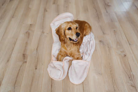 Lovely dogs. Cute cooker spaniel lying on a blanket, sitting at home on the floor. Cute dog...