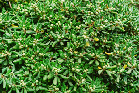 Hedge of small green leaves in spring. Natural background. Rich greenery. Plants in botanical garden.の写真素材