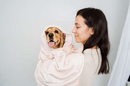 Cocker spaniel tacking a bath with his human in the bath tub. Woman using a towel to comfort her pet