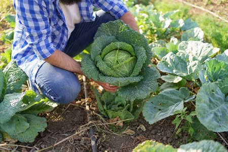Pickled cabbage in the hands of a male farmer. Man farmer holding cabbage on a background of green...