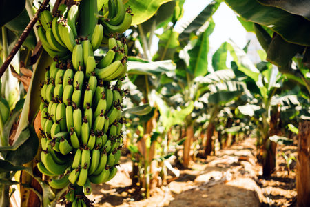 Green and fresh sweet bananas at Turkey banana plantation. Organic backgroundの写真素材