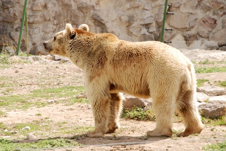 Brown Bear walking in a zooの写真素材