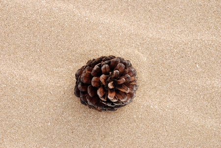 Pine cone on beachの写真素材