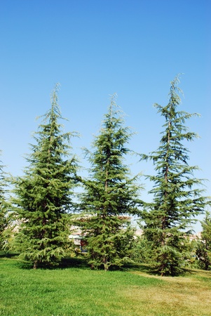 Pine Treeの写真素材
